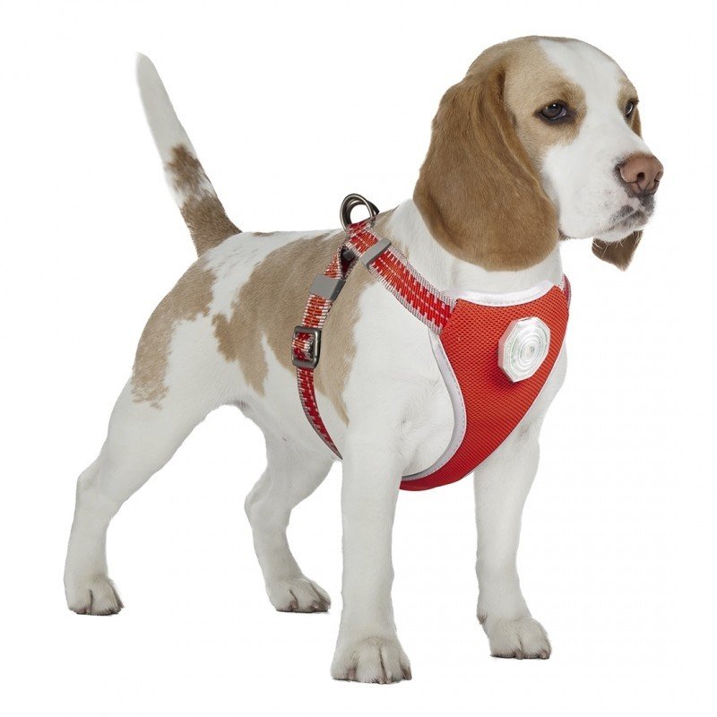 DV 11806 Flashlight Harness & Line M - 120x45-55cm/19mm red