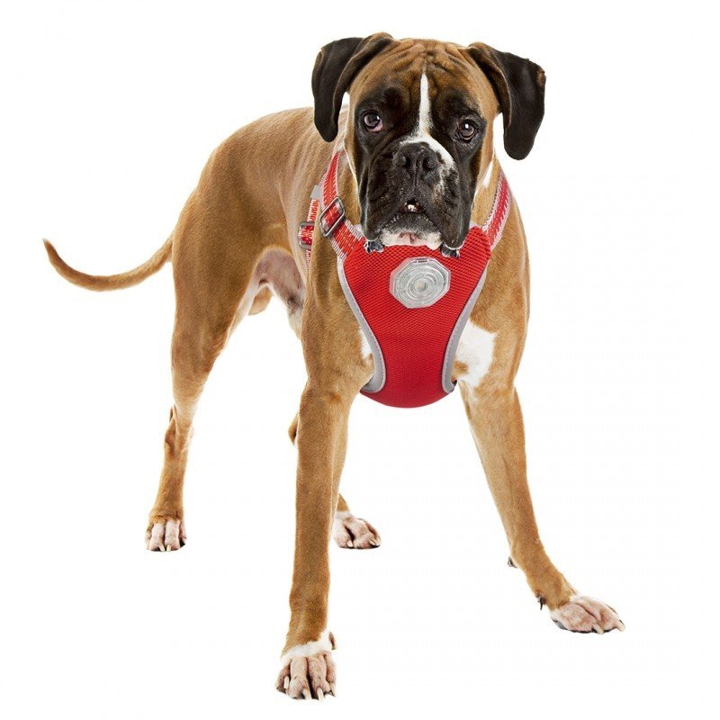 DV 11807 Flashlight Harness & Line L - 120x55-70cm/25mm red